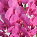 Orhidee cu aspect natural in ghiveci ceramic, 70 cm, Naimeed D4843, Magenta Orhidee cu aspect natural in ghiveci ceramic, 70 cm, Naimeed D4843, Magenta