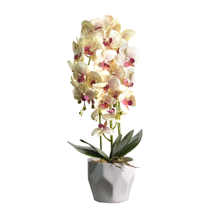 Orhidee cu aspect natural in ghiveci ceramic, 70 cm, Naimeed D4843, Crem