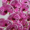 Orhidee cu aspect natural in ghiveci ceramic, 71 cm, Naimeed D4844, Magenta Orhidee cu aspect natural in ghiveci ceramic, 71 cm, Naimeed D4844, Magenta