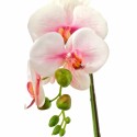 Orhidee cu aspect natural in ghiveci ceramic, 46 cm, Naimeed D5820, Alb Roziu Orhidee cu aspect natural in ghiveci ceramic, 46 cm, Naimeed D5820, Alb Roziu