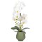 Orhidee cu aspect natural in ghiveci ceramic, 80 cm, Naimeed D6903, Alb/Verde