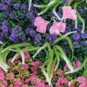 Panou din plante artificiale cu flori, Naimeed D5913, Mulricolor, 1000x500mm Panou din plante artificiale cu flori, Naimeed D5913, Mulricolor, 1000x500mm