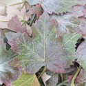 Planta artificiala curgatoare, Naimeed D4954, 1750mm, Verde