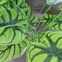 Planta artificiala, Syngonium fara ghiveci, Naimeed D4996, 67x57 cm, Verde