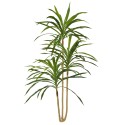 Planta artificiala, Dracaena Marginata fara ghiveci, Naimeed D5604, 175x78 cm, Verde Planta artificiala, Dracaena Marginata fara ghiveci, Naimeed D5604, 175x78 cm, Verde