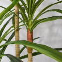 Planta artificiala, Dracaena Marginata fara ghiveci, Naimeed D5604, 175x78 cm, Verde Planta artificiala, Dracaena Marginata fara ghiveci, Naimeed D5604, 175x78 cm, Verde