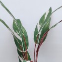 Planta artificiala, Stromanthe Sanguinea fara ghiveci, Naimeed D5618, 185x40 cm, Alb Planta artificiala, Stromanthe Sanguinea fara ghiveci, Naimeed D5618, 185x40 cm, Alb