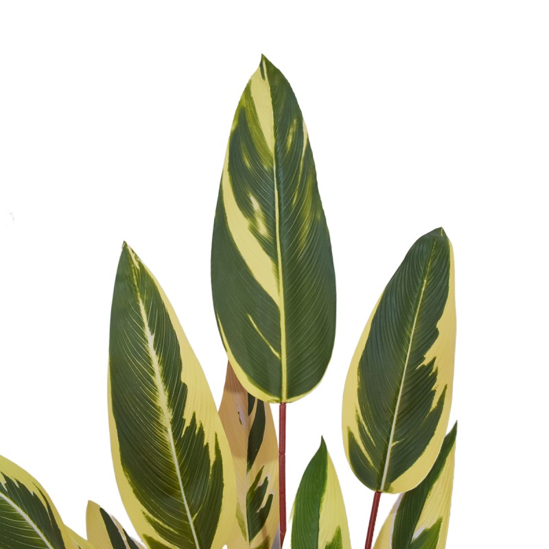 Planta artificiala, Stromanthe Sanguinea fara ghiveci, Naimeed D5619, 140x30 cm, Galben Planta artificiala, Stromanthe Sanguinea fara ghiveci, Naimeed D5619, 140x30 cm, Galben