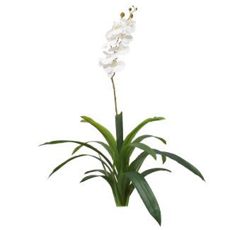 Floare artificiala, Orhidee fara ghiveci, Naimeed D5623, 105x60 cm, Alb Floare artificiala, Orhidee fara ghiveci, Naimeed D5623, 105x60 cm, Alb