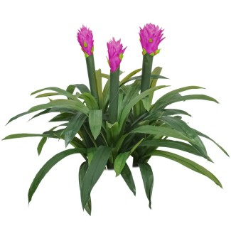 Floare artificiala, Guzmania fara ghiveci, Naimeed D5627, 70x75 cm, Mov Floare artificiala, Guzmania fara ghiveci, Naimeed D5627, 70x75 cm, Mov