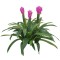Floare artificiala, Guzmania fara ghiveci, Naimeed D5627, 70x75 cm, Mov