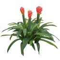 Floare artificiala, Guzmania fara ghiveci, Naimeed D5627, 70x75 cm, Rosu Floare artificiala, Guzmania fara ghiveci, Naimeed D5627, 70x75 cm, Rosu