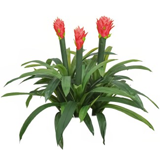 Floare artificiala, Guzmania fara ghiveci, Naimeed D5627, 70x75 cm, Rosu Floare artificiala, Guzmania fara ghiveci, Naimeed D5627, 70x75 cm, Rosu