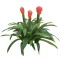 Floare artificiala, Guzmania fara ghiveci, Naimeed D5627, 70x75 cm, Rosu