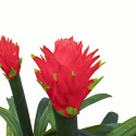 Floare artificiala, Guzmania fara ghiveci, Naimeed D5627, 70x75 cm, Rosu Floare artificiala, Guzmania fara ghiveci, Naimeed D5627, 70x75 cm, Rosu