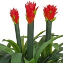 Floare artificiala, Guzmania fara ghiveci, Naimeed D5627, 70x75 cm, Rosu Floare artificiala, Guzmania fara ghiveci, Naimeed D5627, 70x75 cm, Rosu