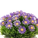 Planta artificiala, tip Asper, cu ghiveci de hartie, Naimeed D6928, 12x10 cm, Mov Planta artificiala, tip Asper, cu ghiveci de hartie, Naimeed D6928, 12x10 cm, Mov
