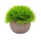 Planta artificiala, tip Festuca, cu ghiveci de hartie, Naimeed D6931, 12x10 cm, Verde
