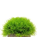 Planta artificiala, tip Festuca, cu ghiveci de hartie, Naimeed D6931, 12x10 cm, Verde Planta artificiala, tip Festuca, cu ghiveci de hartie, Naimeed D6931, 12x10 cm, Verde