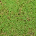 Covor muschi artificial de padure, Naimeed D6541, pentru decorare interioara sau exterioara, Verde, 1000x1000x20mm