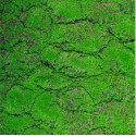 Covor muschi artificial de padure, Naimeed D6556, pentru decorare interioara sau exterioara, Verde, 1000x2000x30mm