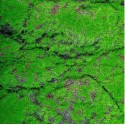 Covor muschi artificial de padure, Naimeed D6556, pentru decorare interioara sau exterioara, Verde, 1000x2000x30mm