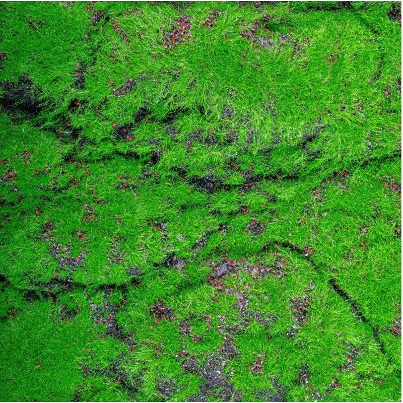 Covor muschi artificial de padure, Naimeed D6556, pentru decorare interioara sau exterioara, Verde, 1000x2000x30mm